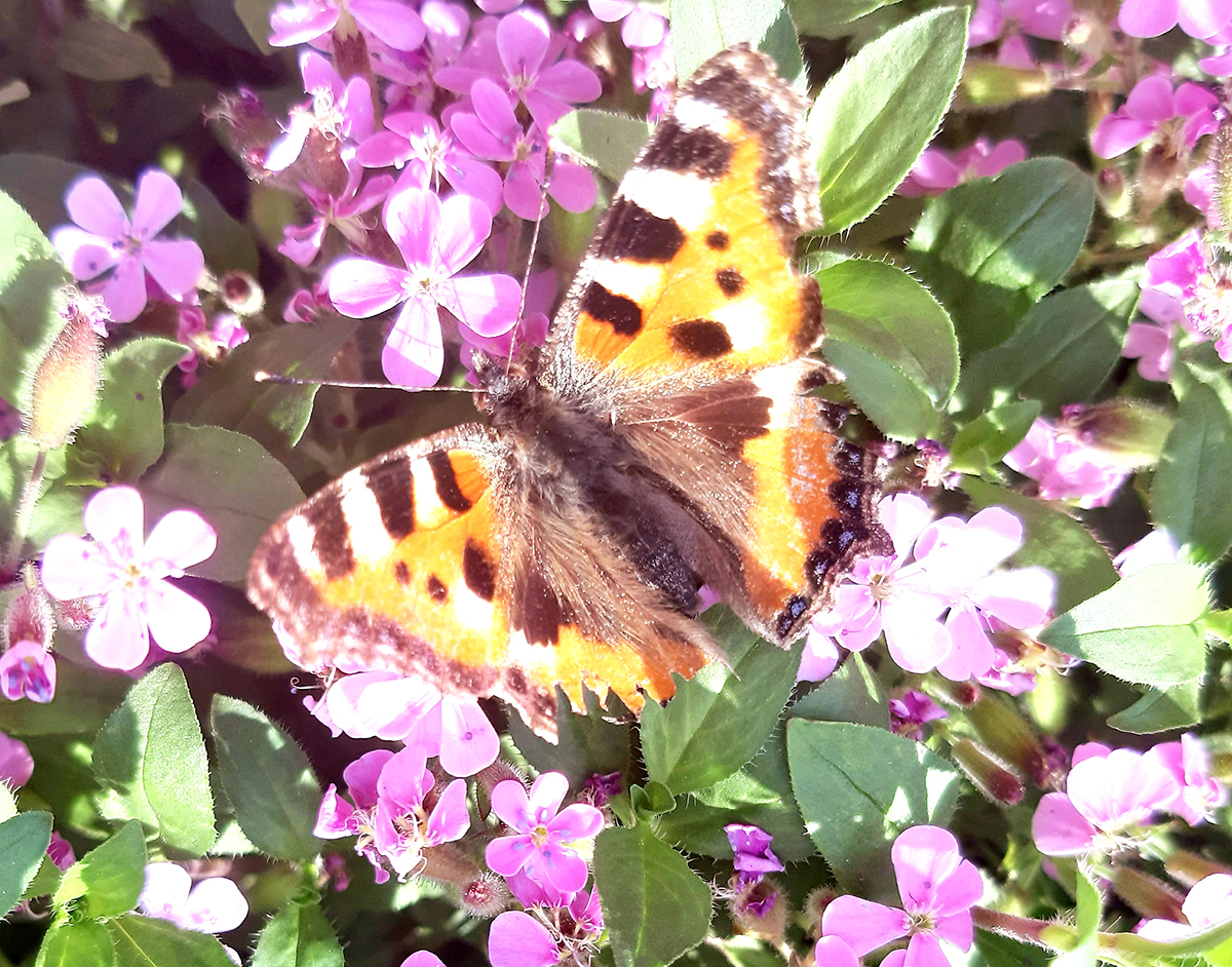 Bunter Schmetterling saugt Nektar auf lila Blüten in der Natur bei Elzach.