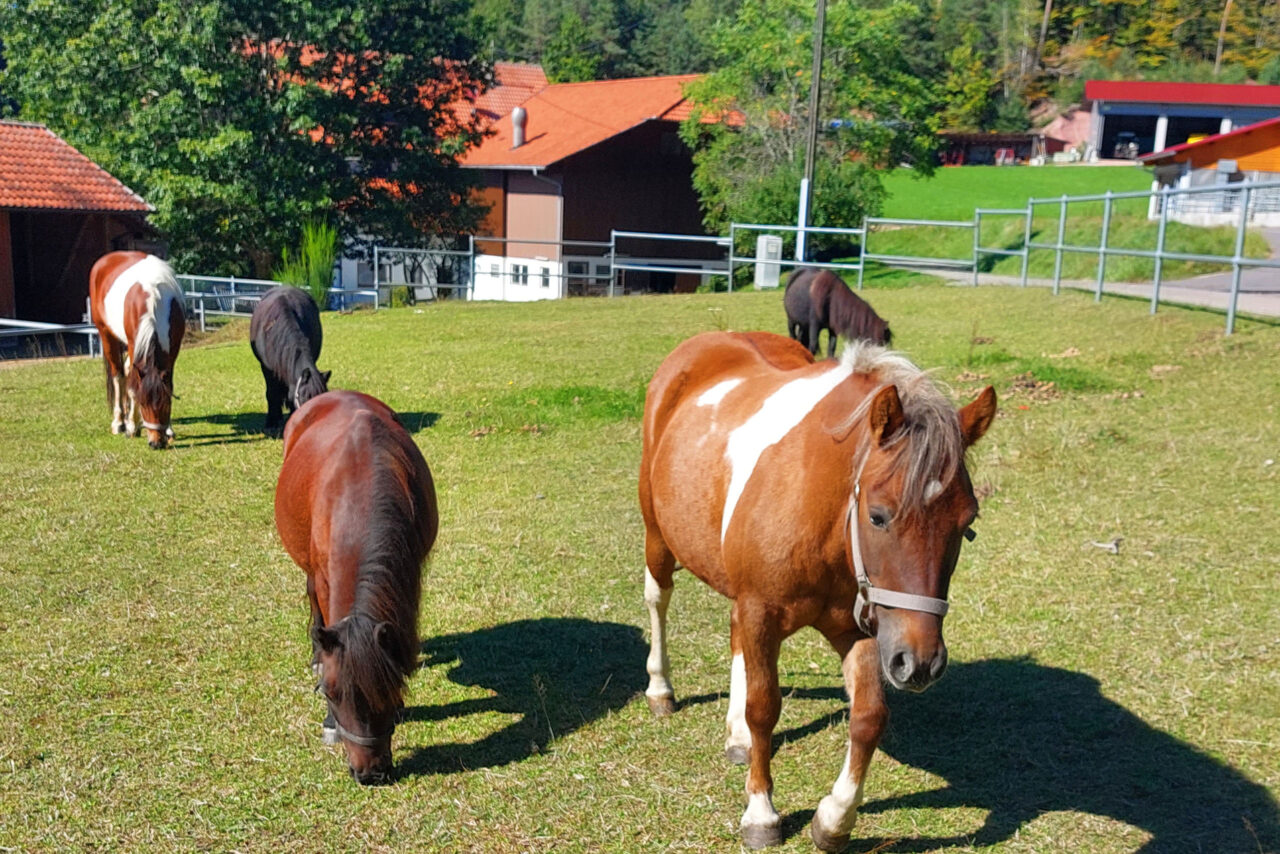 Fünf Ponys auf der Koppel vom Bauernhof Schlosshof in Elzach.